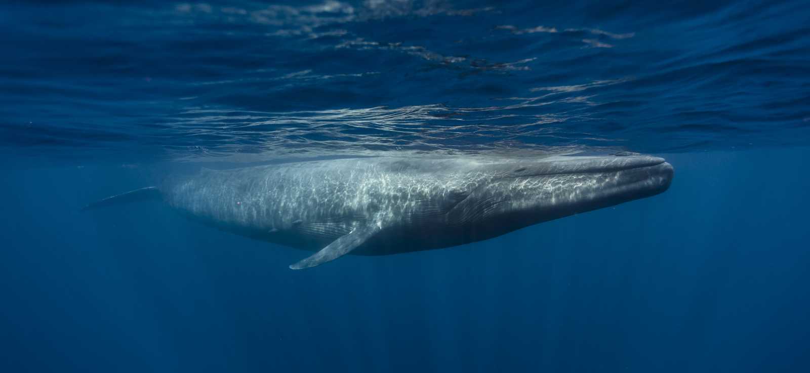 Blue Whale swimming in the ocean
