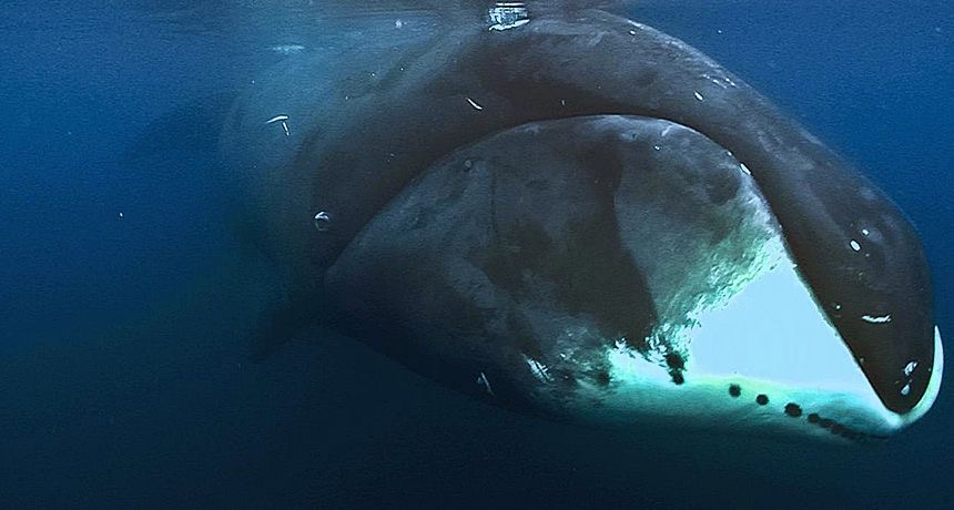 Bowhead Whale in Arctic waters