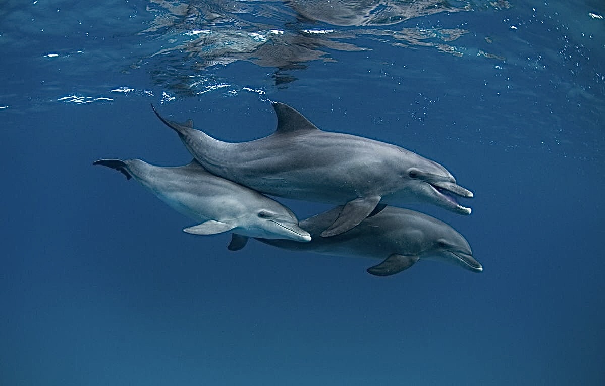Dolphins swimming in the ocean