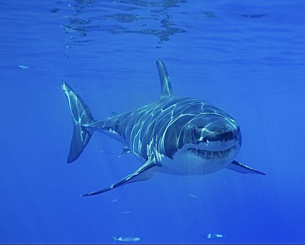 Great White Shark swimming near the surface