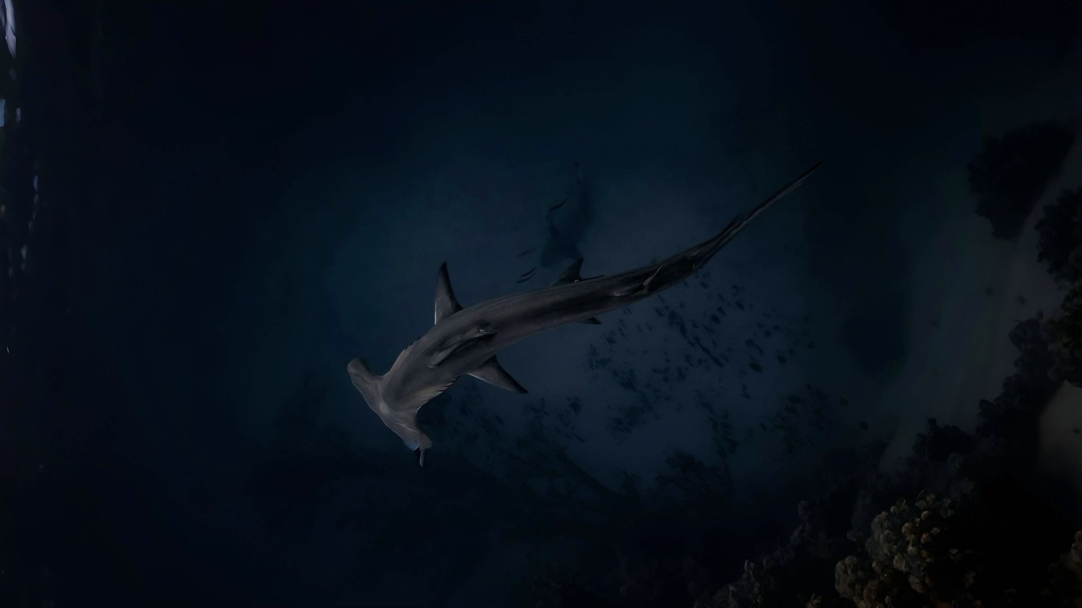 Hammerhead Shark swimming in a school