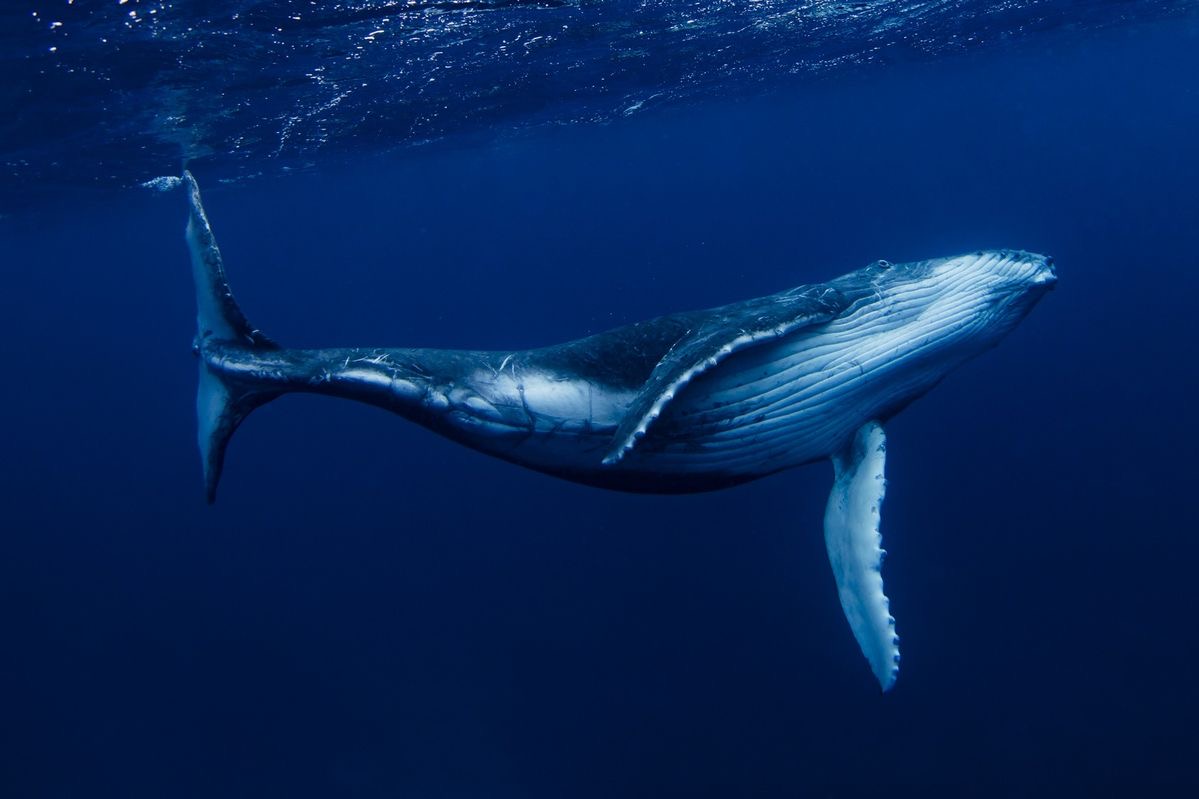 Humpback Whale breaching the water