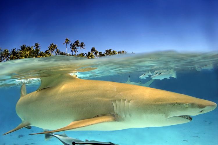 Lemon Shark swimming