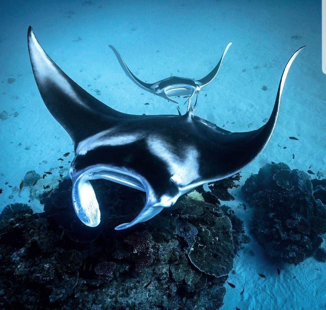 Manta Rays swimming gracefully in the ocean