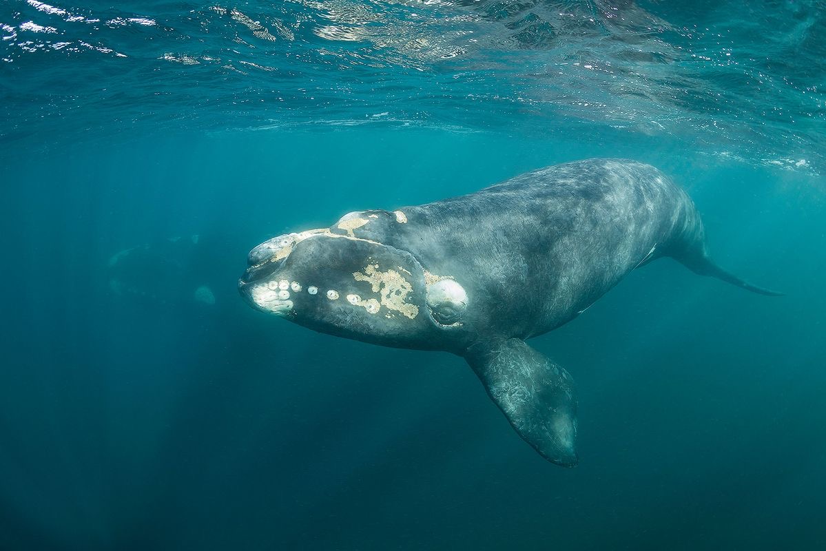 North Atlantic Right Whale at the surface