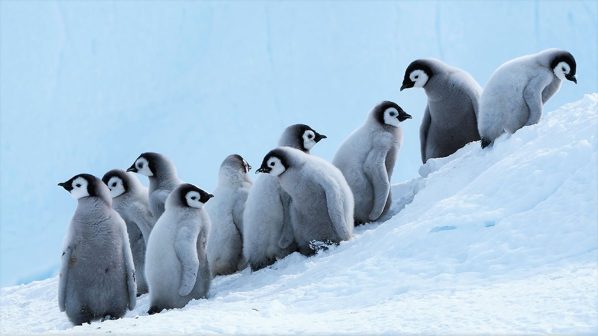 Group of penguins on rocky shore