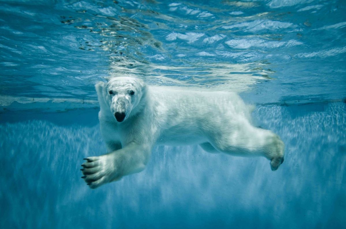 Polar bear on snowy landscape