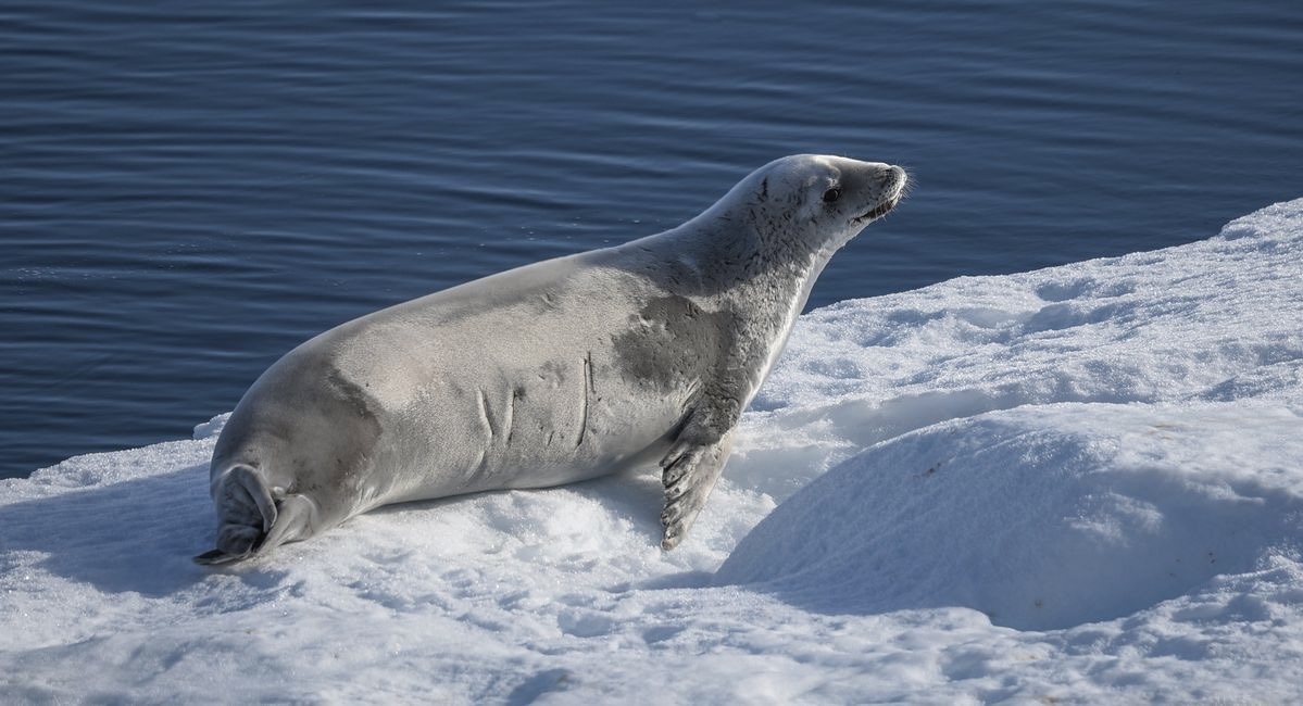 Seal resting on ice
