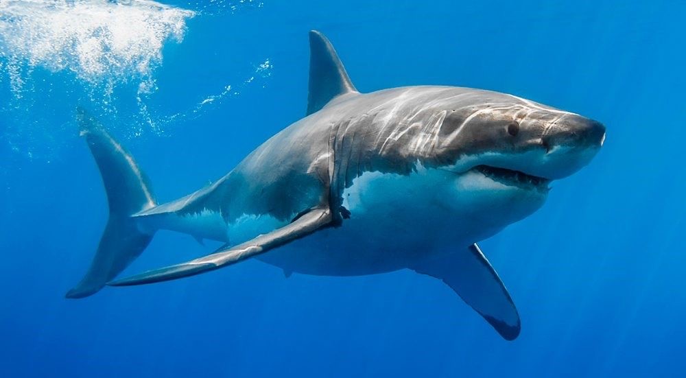 Shark swimming in the ocean