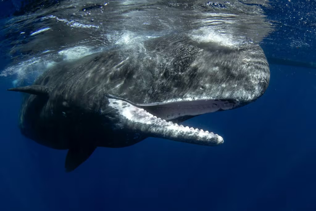 Sperm Whale diving deep