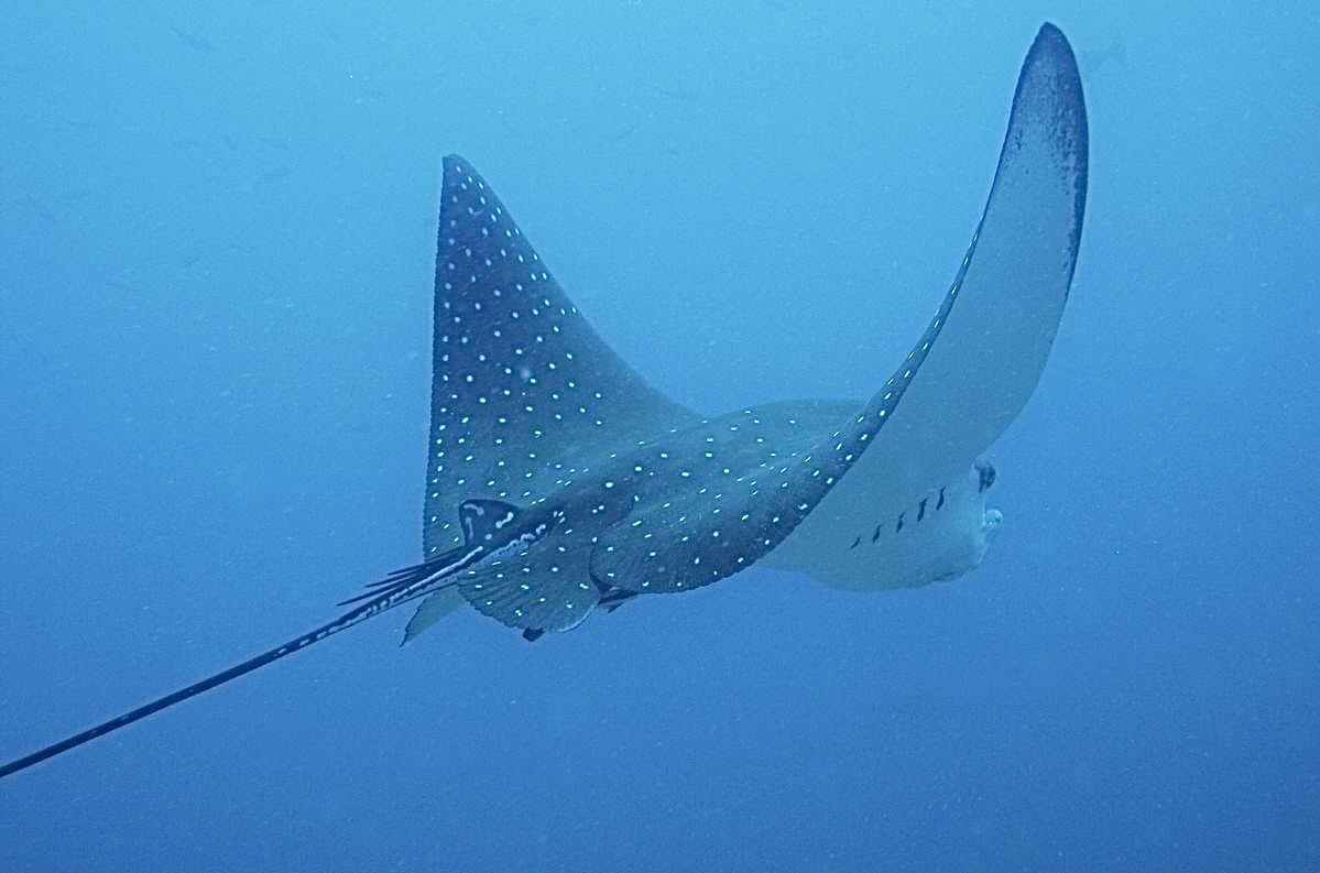 Stingray gliding over seabed