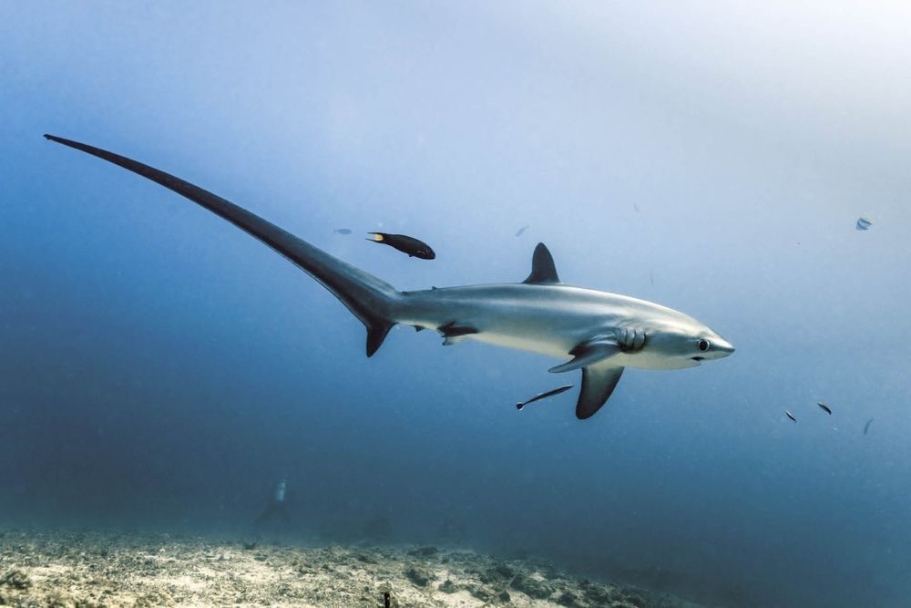 Thresher Shark swimming