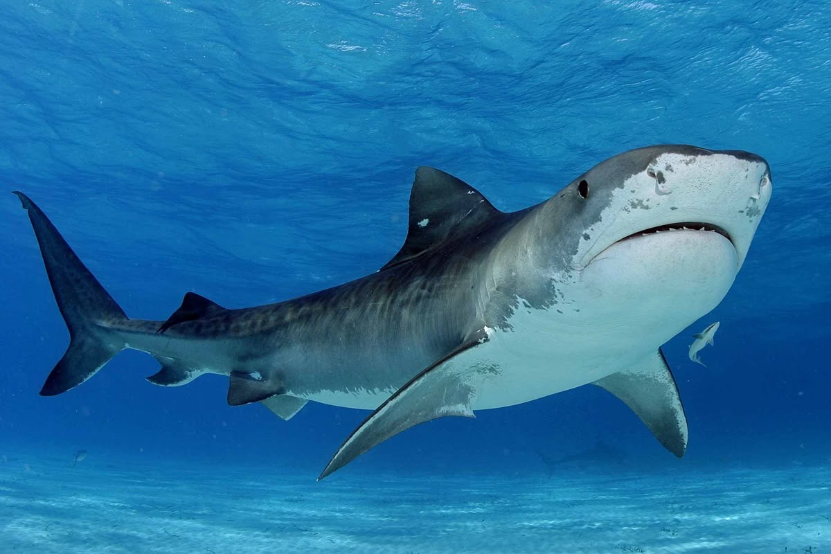 Tiger Shark swimming