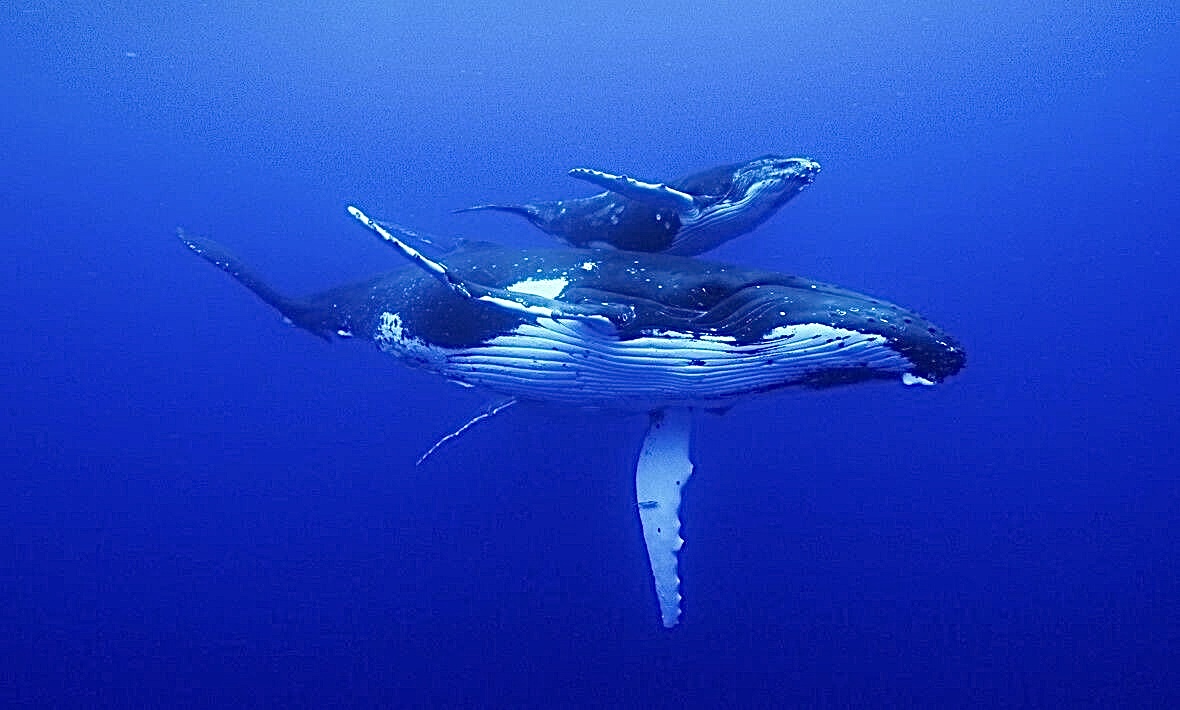 Blue Whale swimming in the ocean