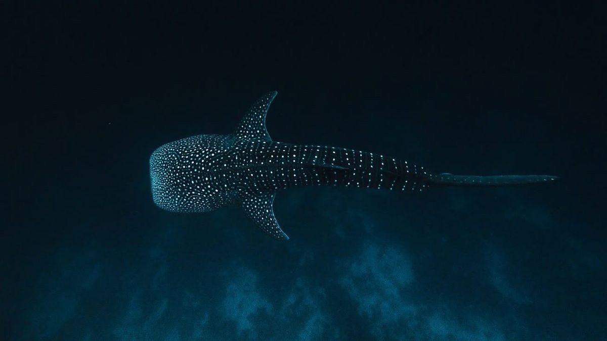 Whale Shark filtering water